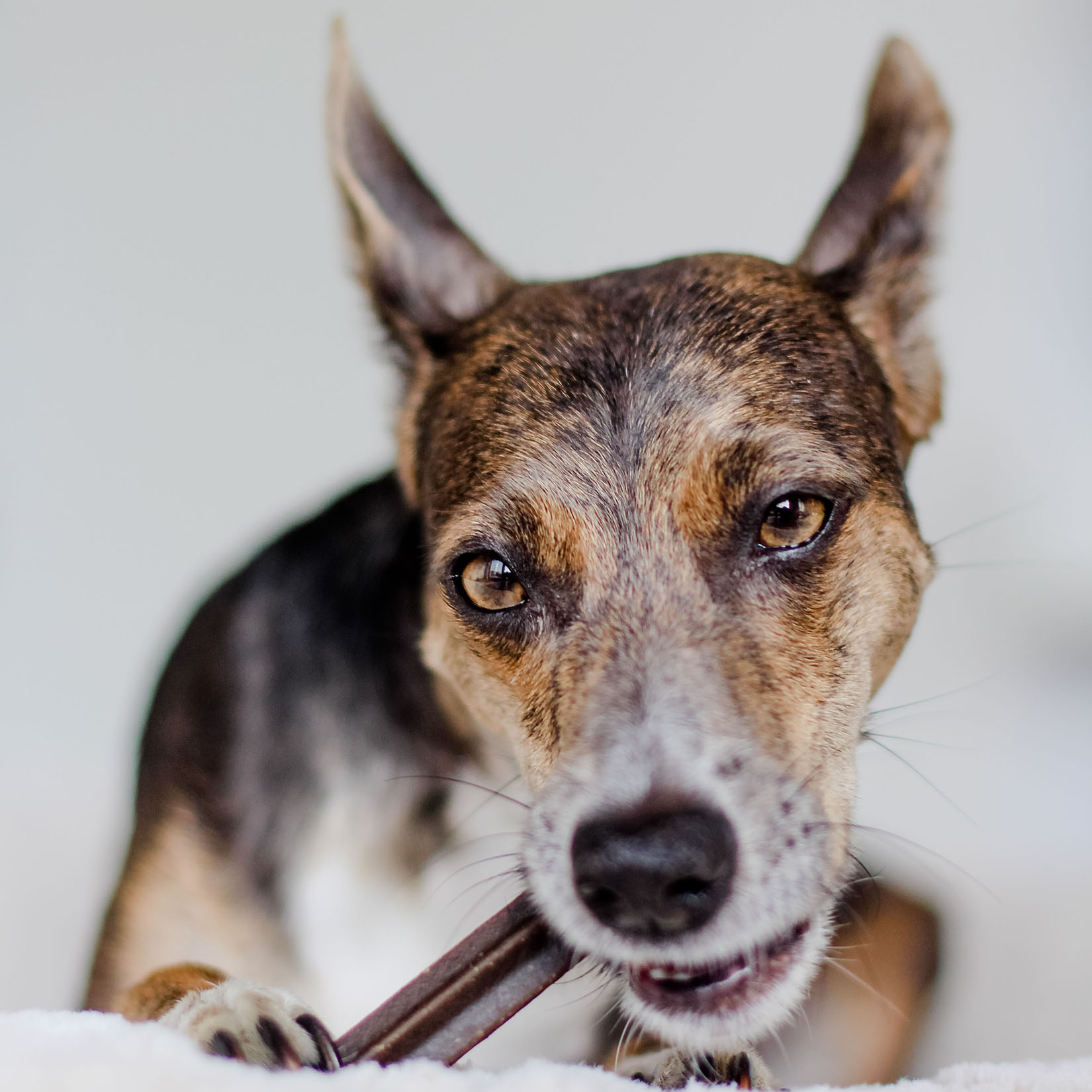 Dental Sticks - limpieza dental para perros - suplementos naturales para perros